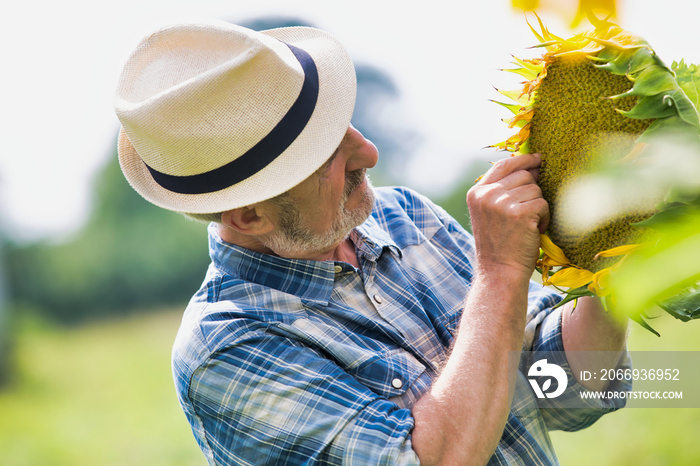 Senior farmer holding sunflower in field