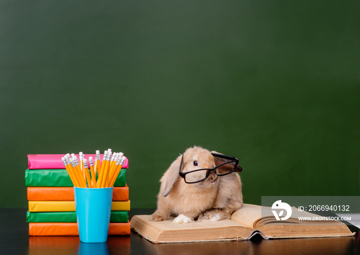 Rabbit with eyeglasses sitting on the books near empty green chalkboard