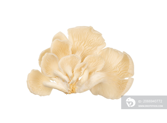 oyster mushrooms with detail isolated