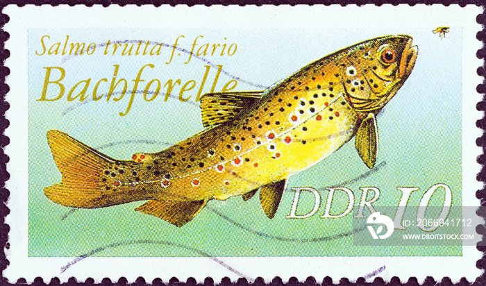 Brown trout, Salmo trutta (German Democratic Republic 1987)