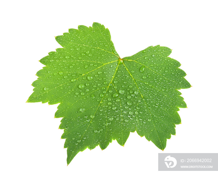 Grape leaf with water drop isolated on white background