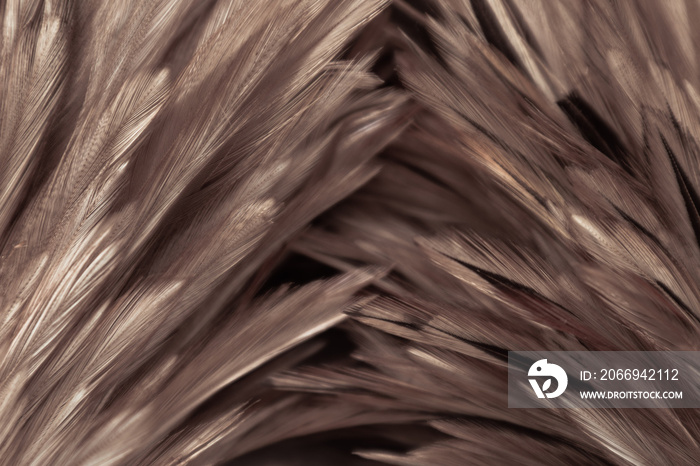 Beautiful abstract white gray and brown feathers on dark background and colorful soft brown white feather texture on white pattern