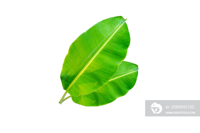 Banana leaves  isolated on white background.Banana leaves can be used in many ways in everyday life.