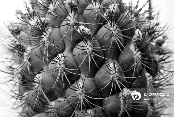 Black and white picture, close up view of barrel cactus and it`s thorns. Concept of danger and threat.