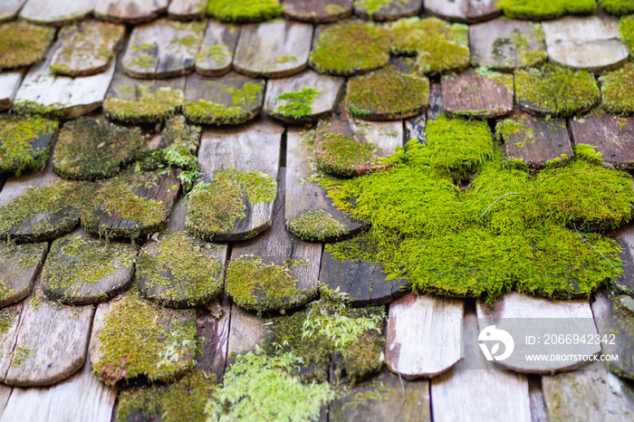 Old damaged wooden roof covered by moss