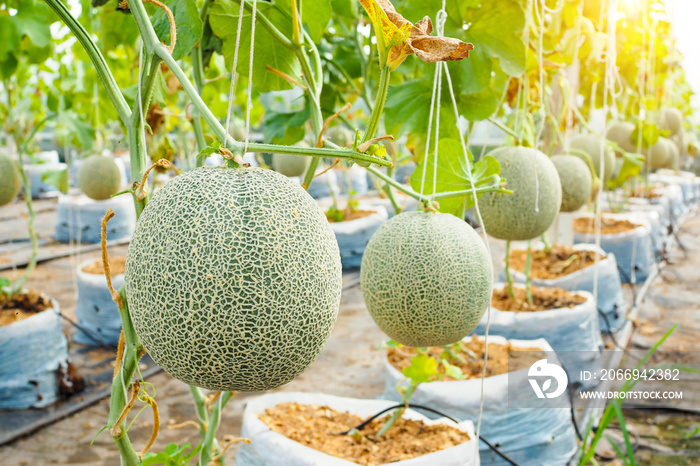 Japanese green cantaloupe. Fresh melon on tree in garden. selective focus