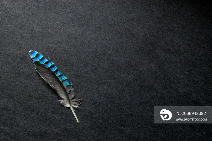 Blue Jay Feather on the Black Matte Background with Free Space