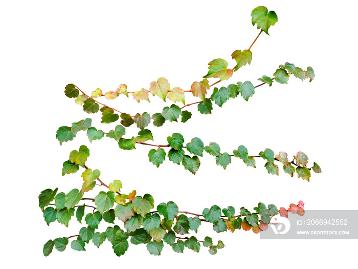 Green leaves ivy climbing vine plant isolated on white background with clipping path.