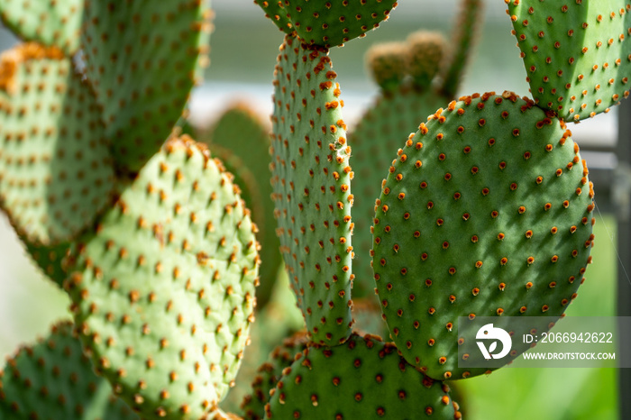 close up of cactus, wallpaper background, pattern background, patterns