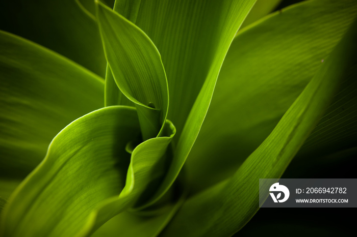 Close up of green plant.