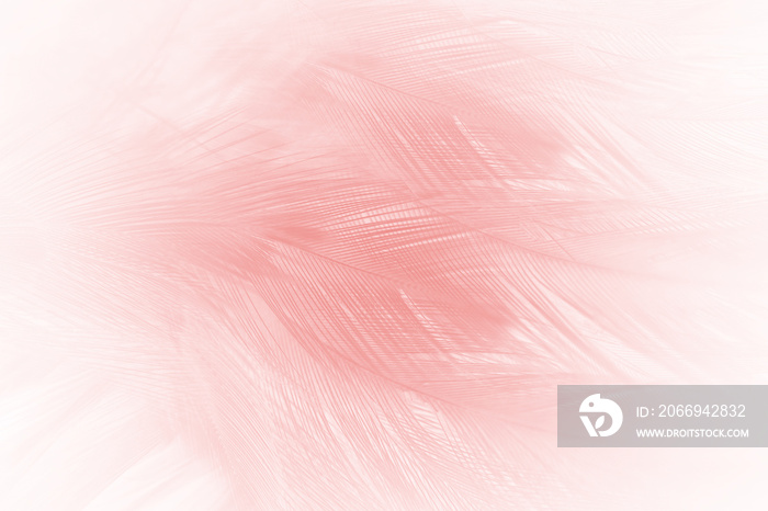 Beautiful pink lines feather texture pattern background