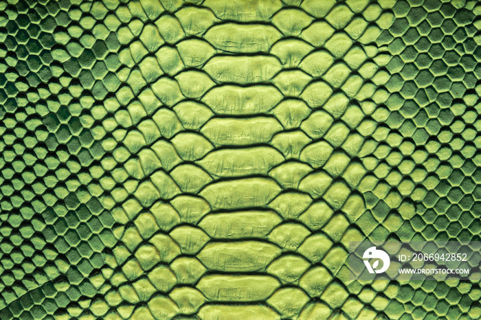 Beautiful green bright python skin, reptile skin texture, multicolored close-up as a background.