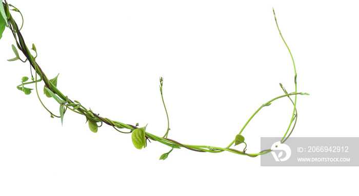 ivy plant isolate on white background