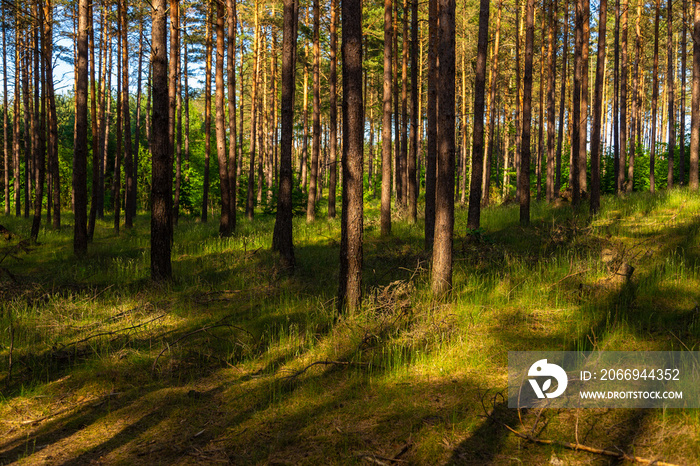 A burial ground near Wesiory village, Poland.