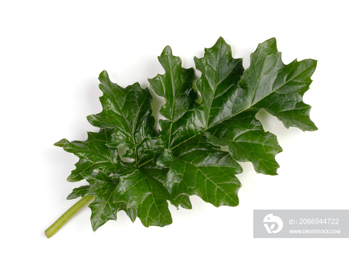 Young Acanthus mollis leaf