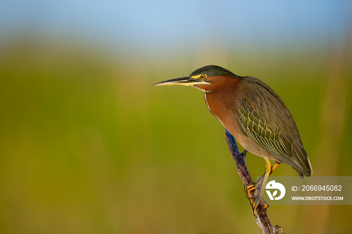 Green Heron Portrait