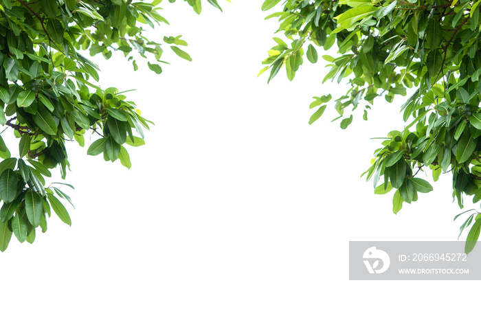 Tropical tree leaves of ficussuperba tree isolated on white background for green foliage backdrop of the natural environment.