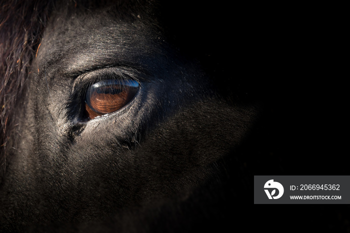 Brown eye of a black Friesian horse, lit by the sun. Focus on the eye lashes. Space for text on the black right side of the photo