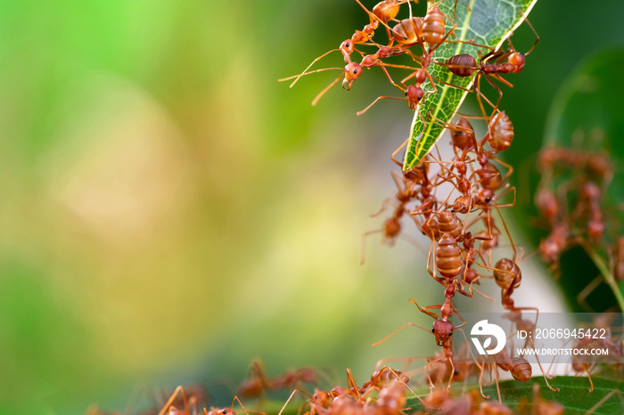 Group of red ant standing for building the bridge,Concept team work together, unity, teamwork