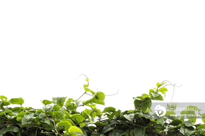 climber isolated on white background