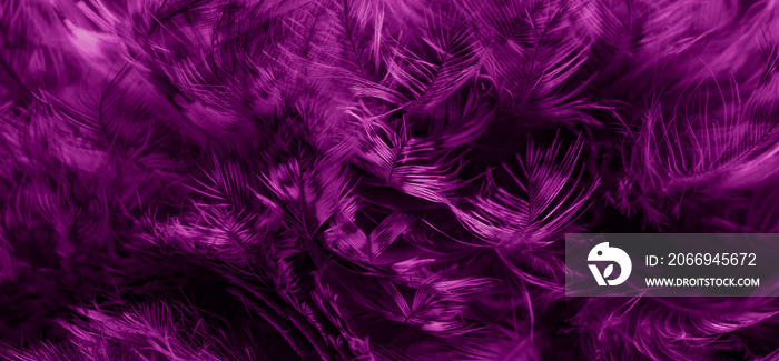 violet feathers of the owl with visible details