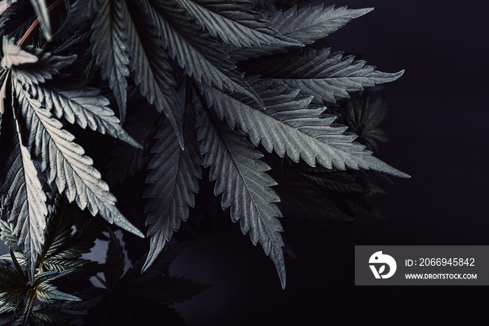 marijuana leaves plants wallpaper