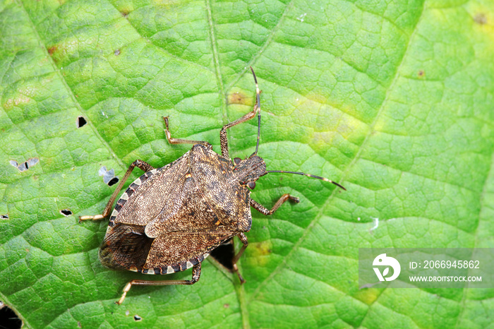 Halyomorpha halys on green leaves