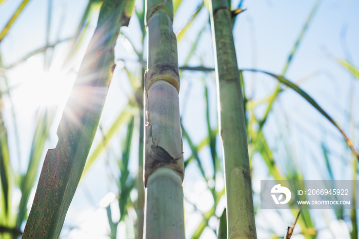 detailed view of a sugar cane stalk in the process of ripening. space for copying text. peasant agricultural crop for the production of panela.