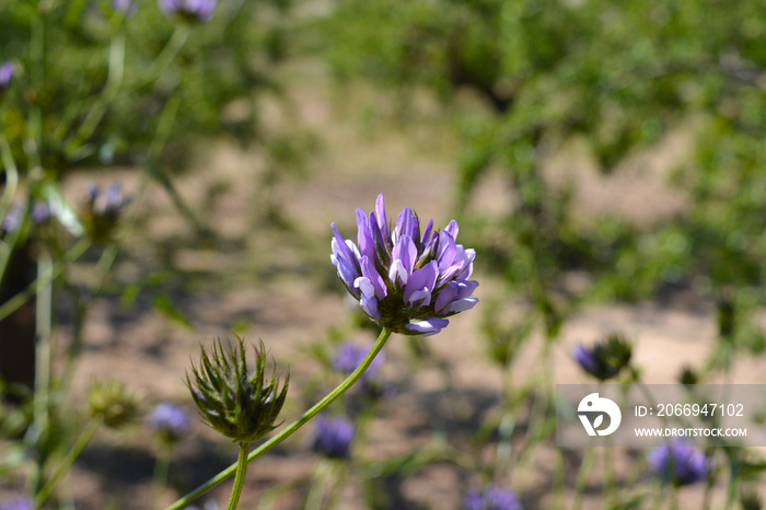 Purple wildflower. Pitch trefoil, also known as Psoralea bituminosa or Treacle clover.