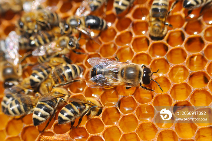 Big drone bee in honeycomb. Drone bee or male bee with bee worker