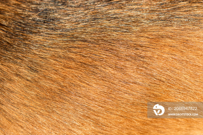 Dog fur texture. Shiba inu dog’s shiny fur. Red dog hair closeup. The texture of red hair. Dog fur with black stripes. Shiba inu dog. Japanese Shiba Inu.