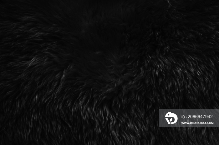 Black wool texture background, dark natural sheep wool, black seamless cotton, texture of gray fluffy fur, close-up fragment of black wool carpet