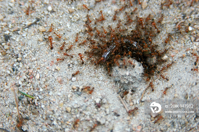 Red imported fire ant eating  worm.