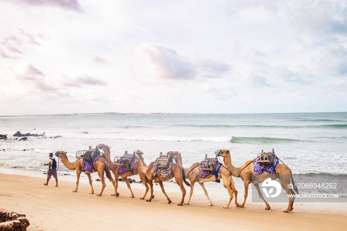 Dromedary in Natal in Rio Grande do Norte, used for walks in the dunes of Genipabu, walking during the holidays, enjoying the summer. Celebrating, desert animals