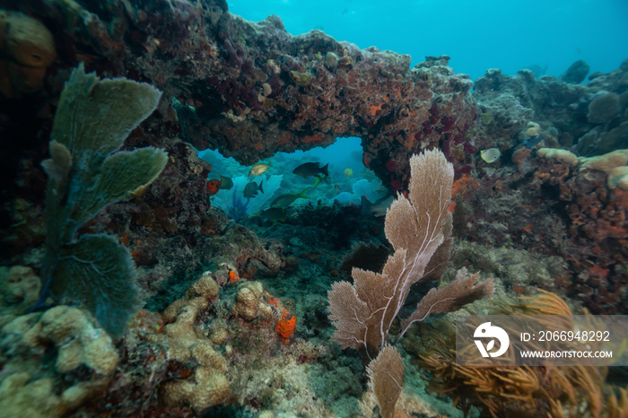 Beautiful coral reef in the Atlantic Ocean. Located near Key West, Florida, United States.