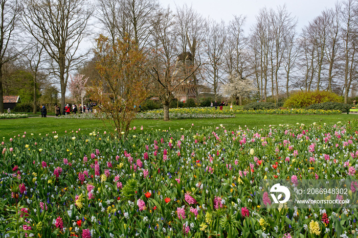 Parterre de fleurs printanières près d’Amsterdam