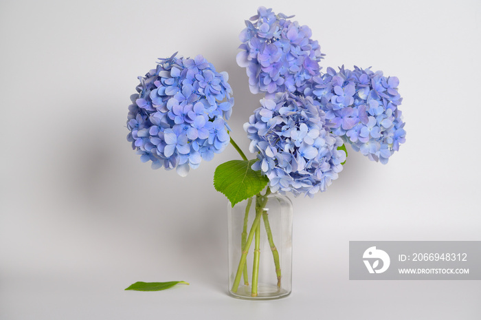 There is a purple hydrangea on a white background