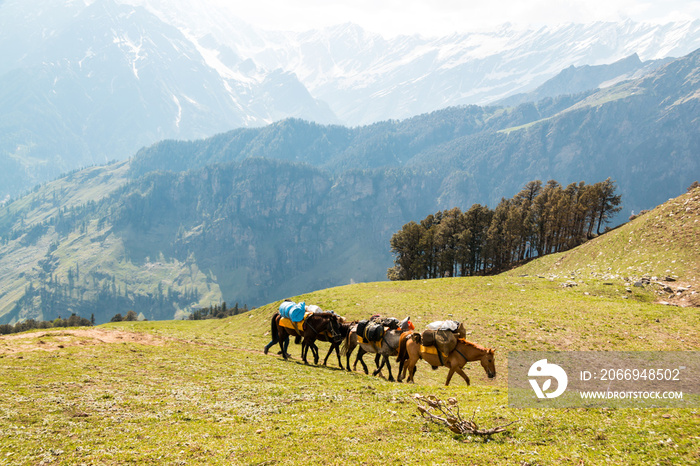 A herd of pack horses make their way up a hill on the Bhrigu Lake trek in northern India