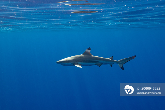 blacktip shark hunting on a polynesian coral reef