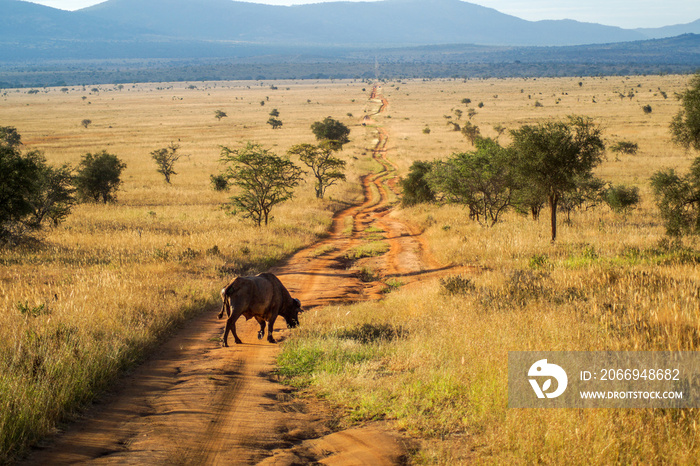 Büffel auf trockener Straße in der Weite des Lumo National Parks, Kenia Afrika