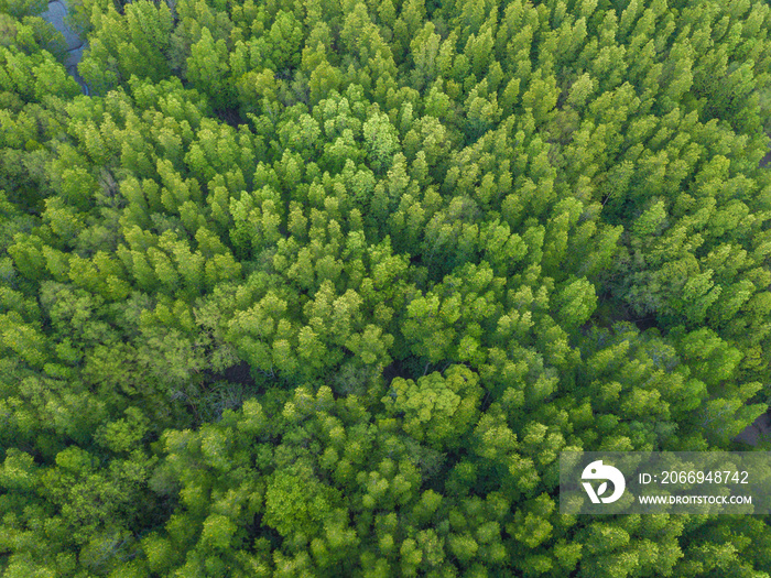 Aerial top view of lush green trees from above in tropical forest in national park and mountain or hill in summer season in Thailand. Natural landscape. Pattern texture background.