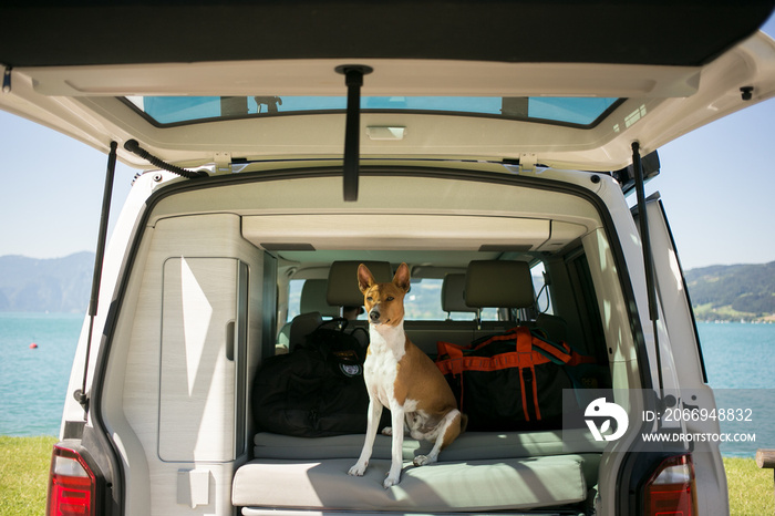 Cute and adorable small brown puppy or dog of basenji breed sits in trunk of camping van, ready to embark on roadtrip or adventure with owner, nomad active healthy lifestyle in nature vibes