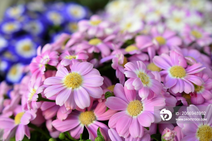 シネラリア　Cineraria　ピンク花