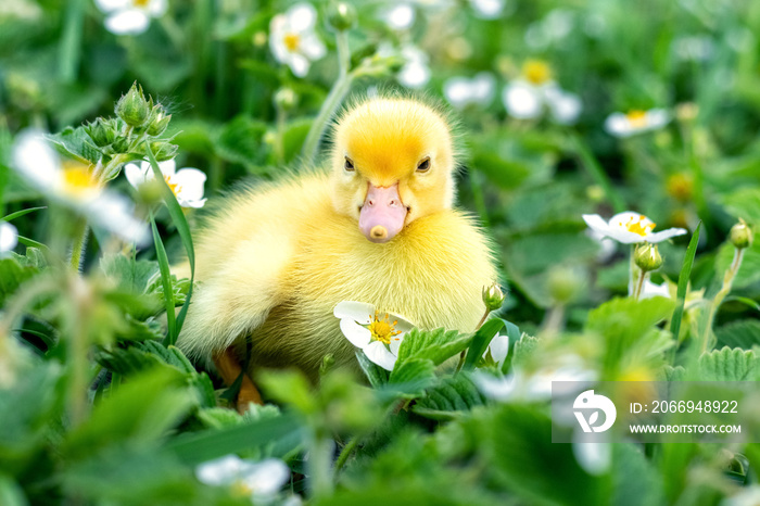 Fluffy yellow duckling in the garden among grass and strawberry flowers