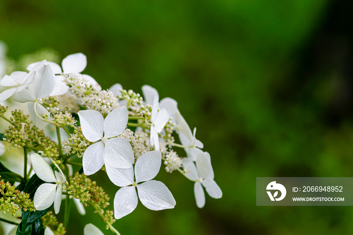 Japanese Hydrangea (Hydrangea petiolaris). Inflorescence Closeup Climbing.