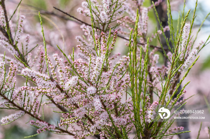 Soft blooming of Tamarix or tamarisk green plant with pink flowers