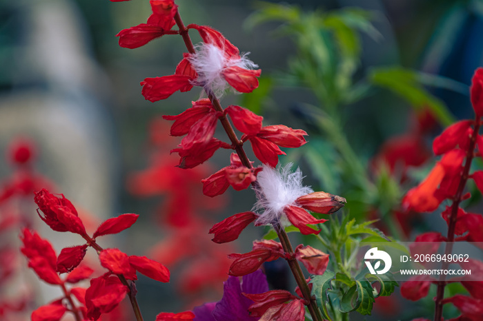 Beautiful red salvia flowers in spring