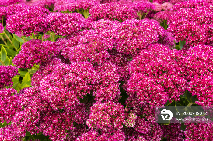 Close-up of Purple Sedum flowering perennial plants in a herbaceous border.