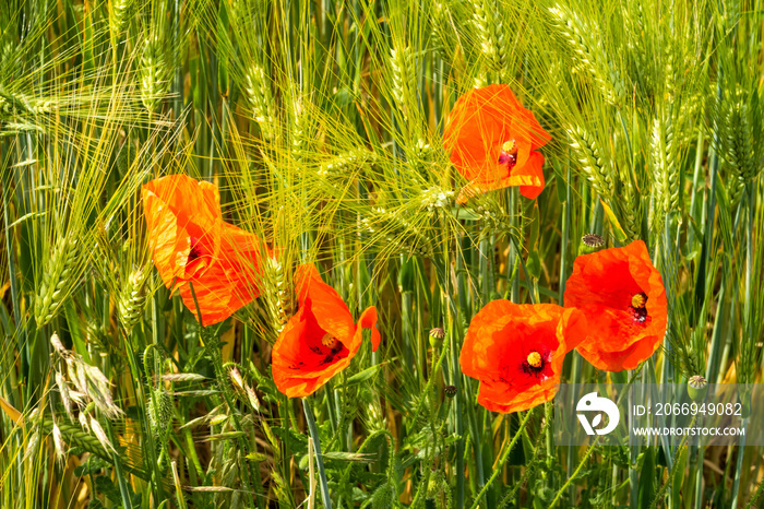 schöne rote Mohnblumen in einem Kornfeld