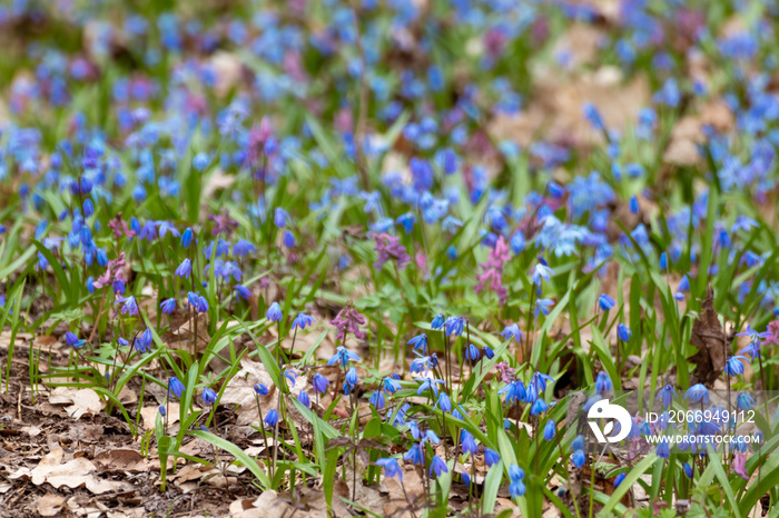 Blooming lawn with pretty blue Scilla bifolia or two-leaf squill and purple Corydalis cava in wild sunny forest. Spring flowers details with selective focus blur